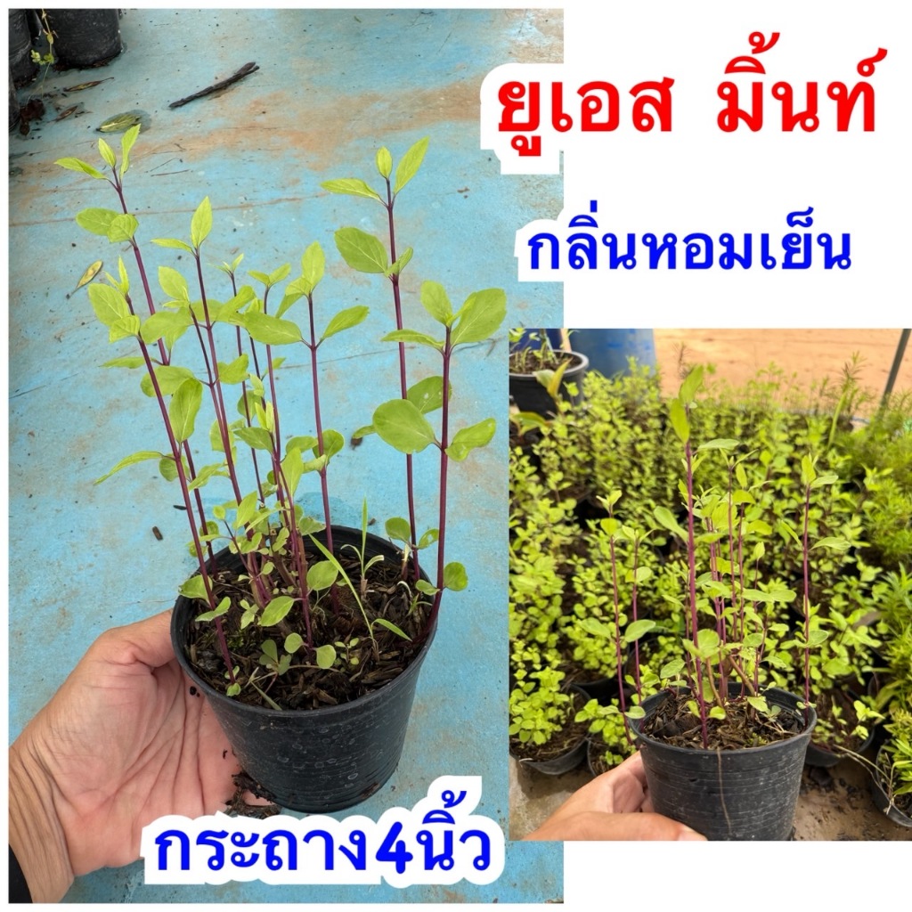 ต้นยูเอสเอมิ้นท์ (USA Mint) ขนาดกระถาง 4 นิ้ว ต้นสวยสมบูรณ์