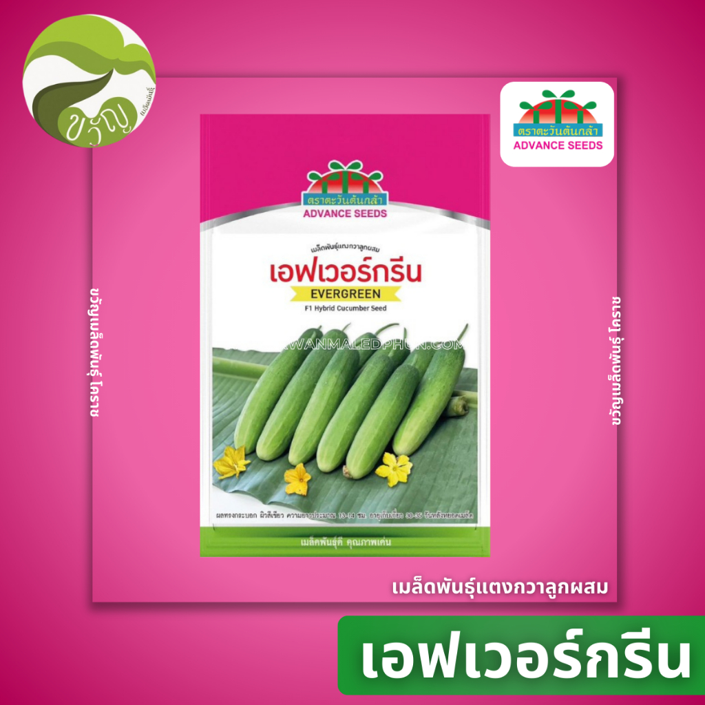 เมล็ดพันธุ์ แตงกวาลูกผสม เอฟเวอร์กรีน ใหม่