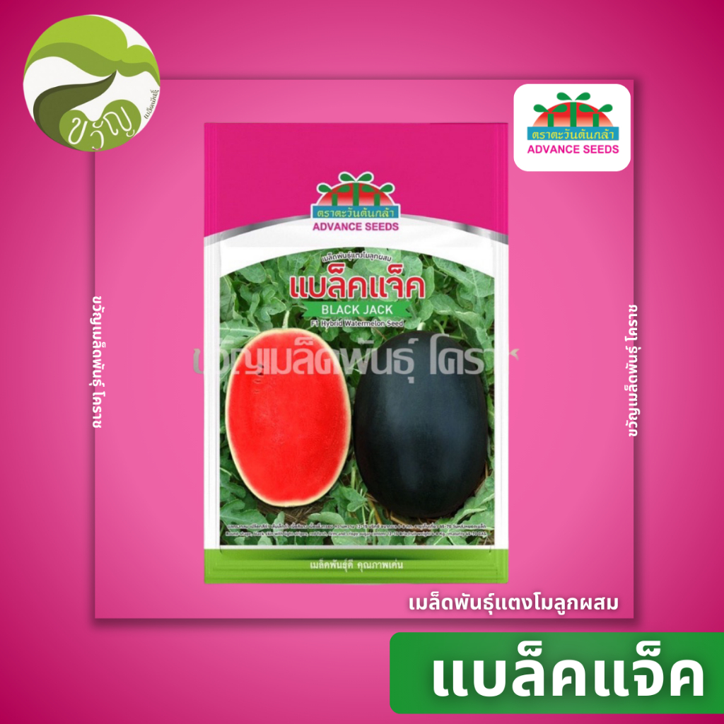 เมล็ดพันธุ์แตงโมลูกผสม แตงโม แบล็คแจ็ค สินค้าใหม่ ลอตใหม่