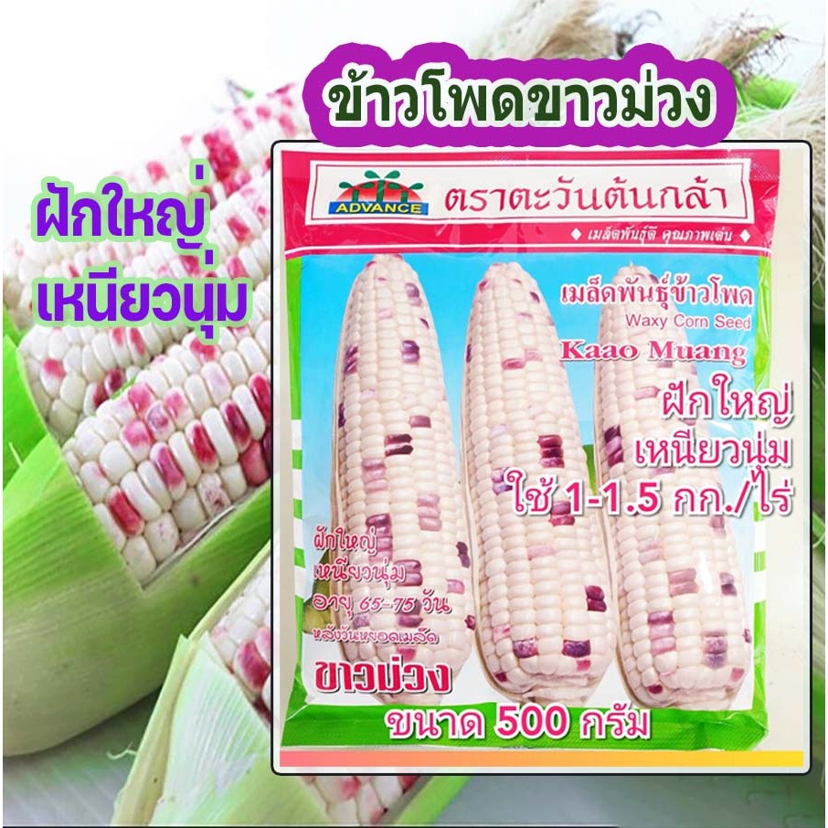 ข้าวโพดข้าวเหนียว ขาวม่วง 500g ตะวันต้นกล้า มีแบ่งขายด้วย