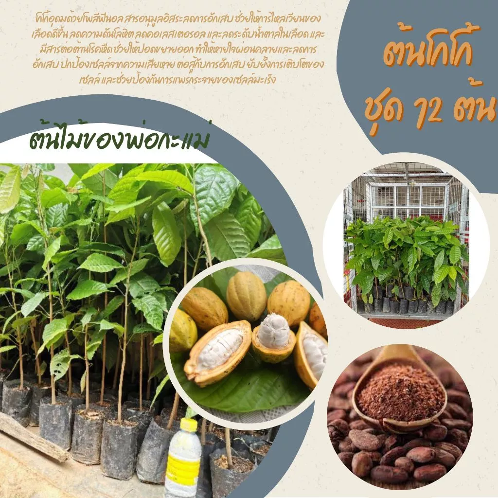 ต้นโกโก้ พันธุ์ชุมพร1 ชุด12ต้น สูง50ซม.โตไวพร้อมปลูก