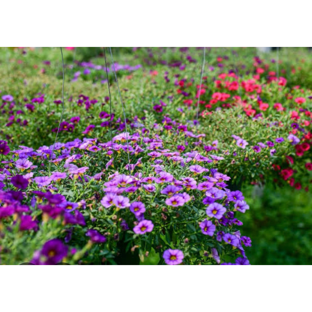 ดอกพิทูเนียแคระ👉คละสี💐กระถาง 6 นิ้ว🪴พร้อมส่ง - รูปที่ 3