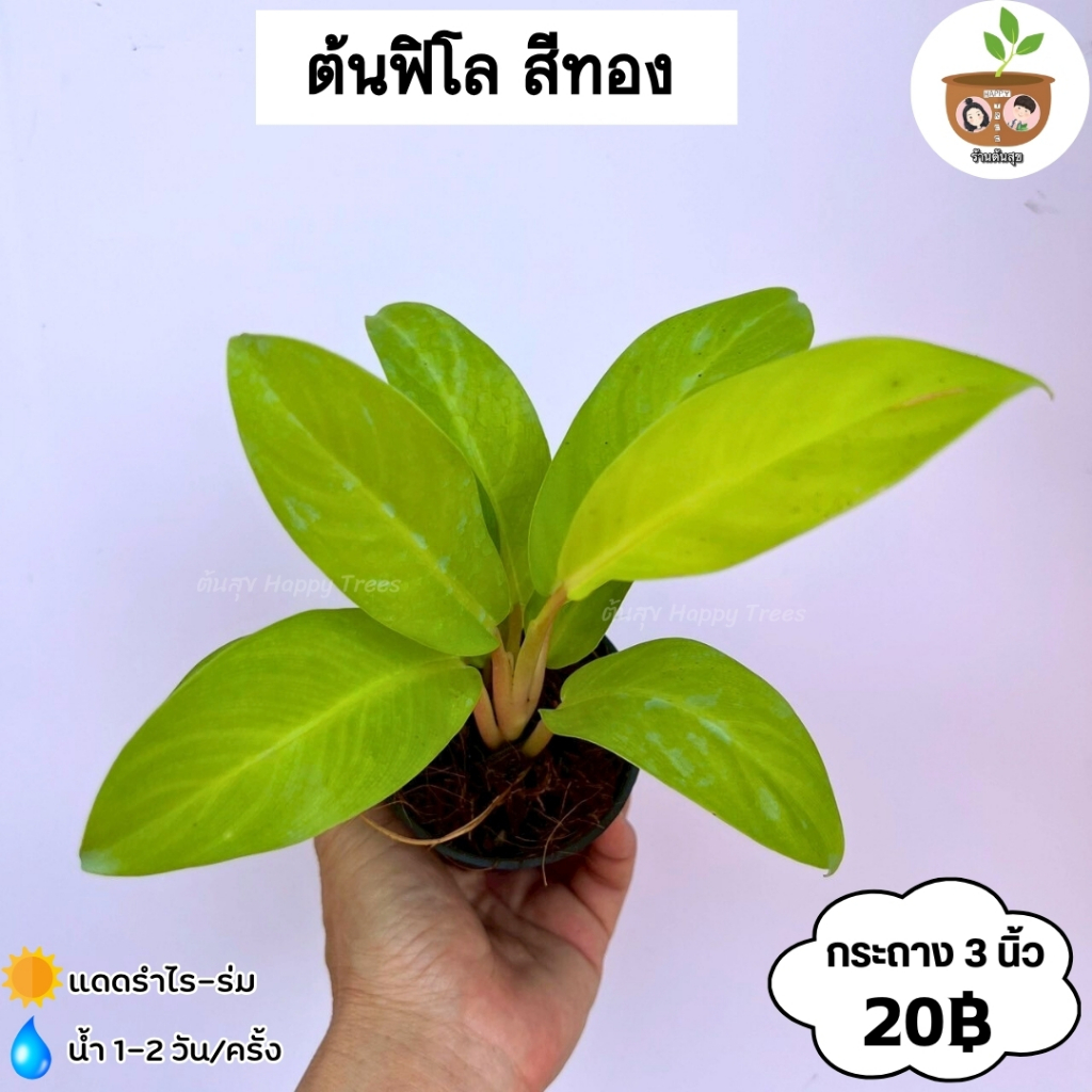 ต้นฟิโลเดนตรอน เบอร์กิ้น จัดส่ง 2 ต้นขึ้นไปคละแบบได้