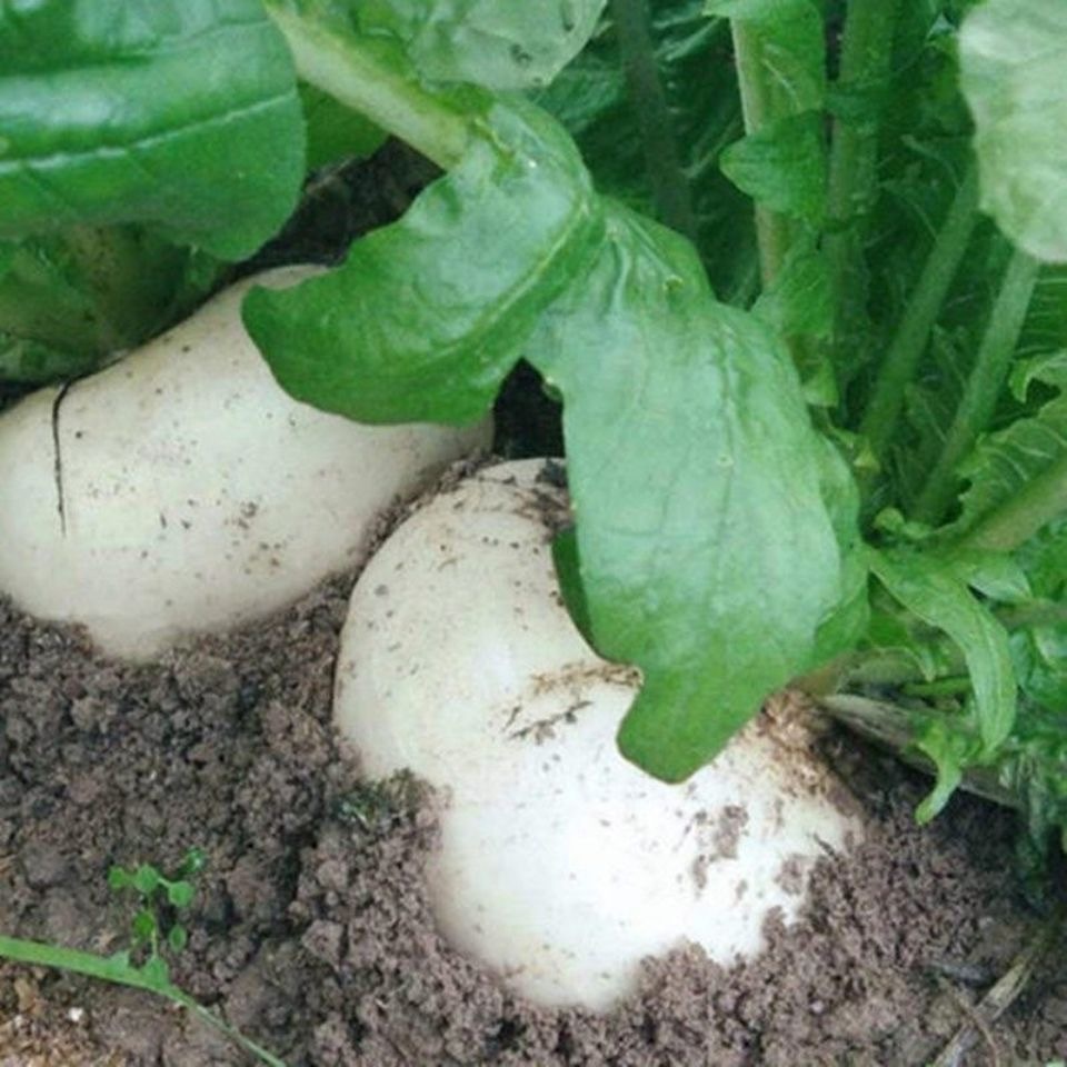 SNOW WHITE RADISH VEGETABLE SEEDS (50 seeds)