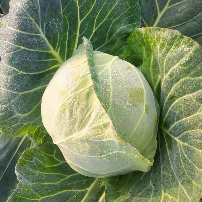 Cabbage Seeds 150 เมล็ด กะหล่ำปลี รัสเซีย หัวใหญ่ กรอบ อร่อย 60 วัน ทานได้ Cabbage Seeds สายพันธุ์ Amager
