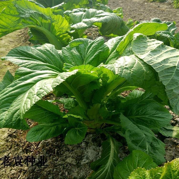 MUSTARD / MUSTASA SEEDS (300 seeds) Chinese