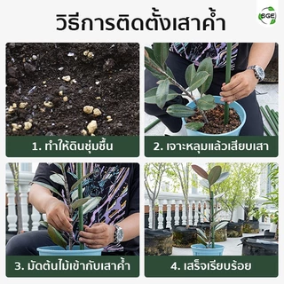ไม้ค้ำต้นไม้ เสาค้ำต้นไม้ รุ่น GSP สำหรับไม้เลื้อย ค้ำยันต้นไม้ วัสดุแข็งแรงทนทาน เหล็กเคลือบ ถูกสุด