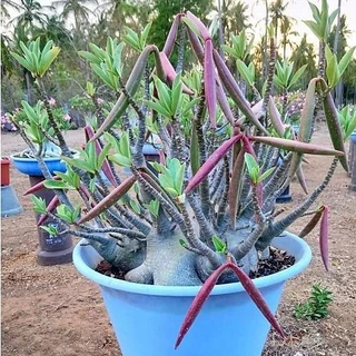 10 เมล็ด ชวนชม ลั่นทมยะวา คละสีแฟนซี Adenium Seeds