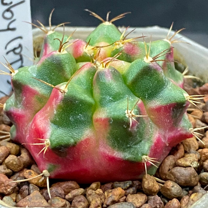❤️❤️มีส่งด่วน❤️❤️ยืมโน โคลน Ruby ของเพชรแต้มสี (PTS)🌵/Cactus /Gymno/Gymnocalycium/แคคตัส/ยิมโนด่าง/ไม้ชำหน่อ​