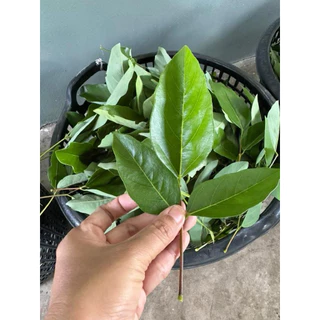 ทองหลางน้ำก้านแดงมีหนาม ใบกินได้ พืชพี่เลี้ยง ตุ้มตอนมีราก ความยาวขั้นต่ำ 30เซนติเมตร