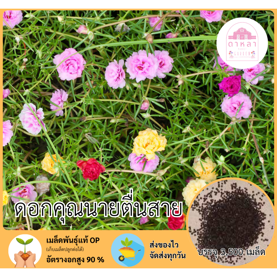 ดอกคุณนายตื่นสาย 3,500 เมล็ด