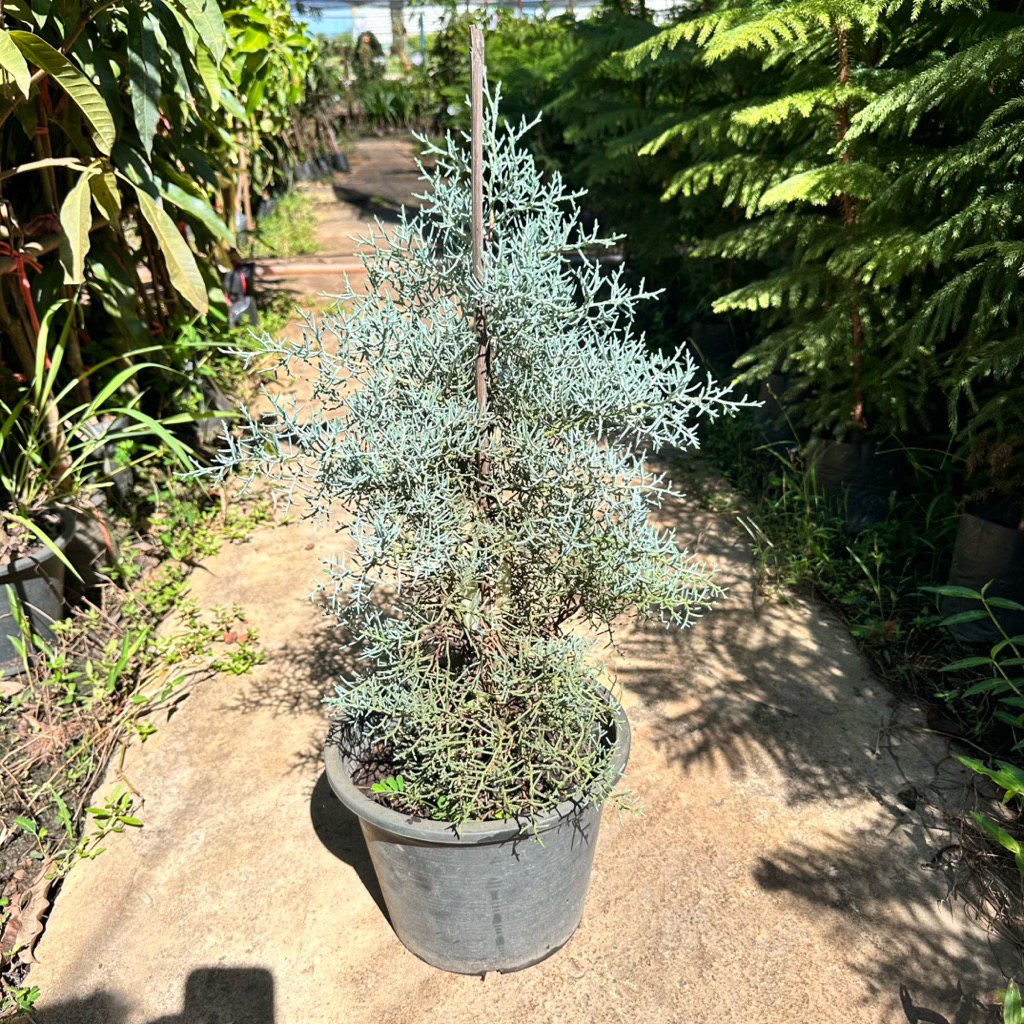 สนบลูไอซ์ (Blue ice)    กระถาง 11 นิ้ว ไซร้ใหญ่พุ้มหนา สูงประมาน 30-35 ซม.