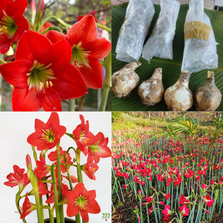 ว่านสี่ทิศพันธุ์พื้นเมือง สีแดง ราชินีดอกไม้หัว ( red amaryllis / ว่านสี่ทิศแดง ) 999garden