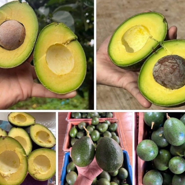 #Namijishop #อโวคาโด พร้อมส่ง 1Kg. อะโวคาโด ผลไม้ตามฤดูกาล พร้อมส่ง เก็บสดใหม่จากสวน เนื้อแน่น