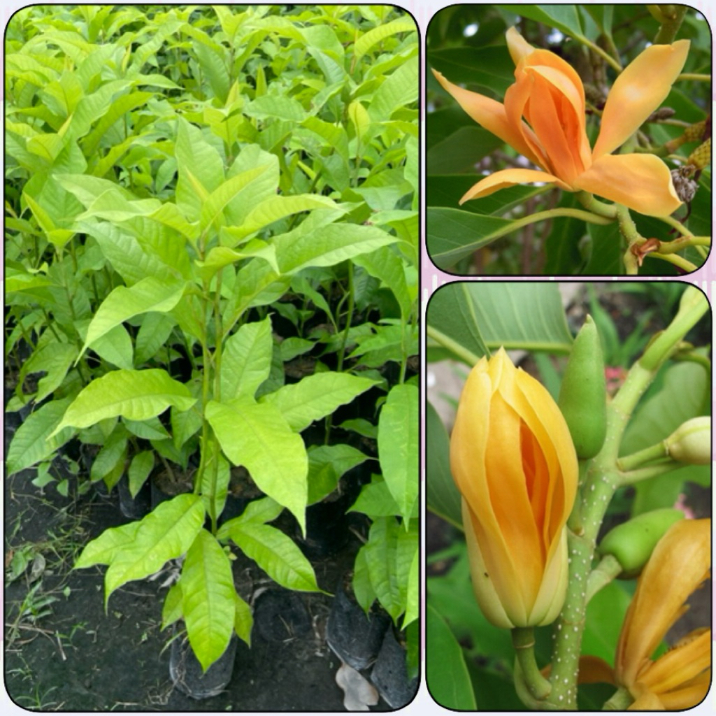 ต้นจำปาทอง ดอกมีกลิ่นหอมแรง ดอกสีเหลืองทองสวย ไม้ยืนต้น (สูง 60-80cm)