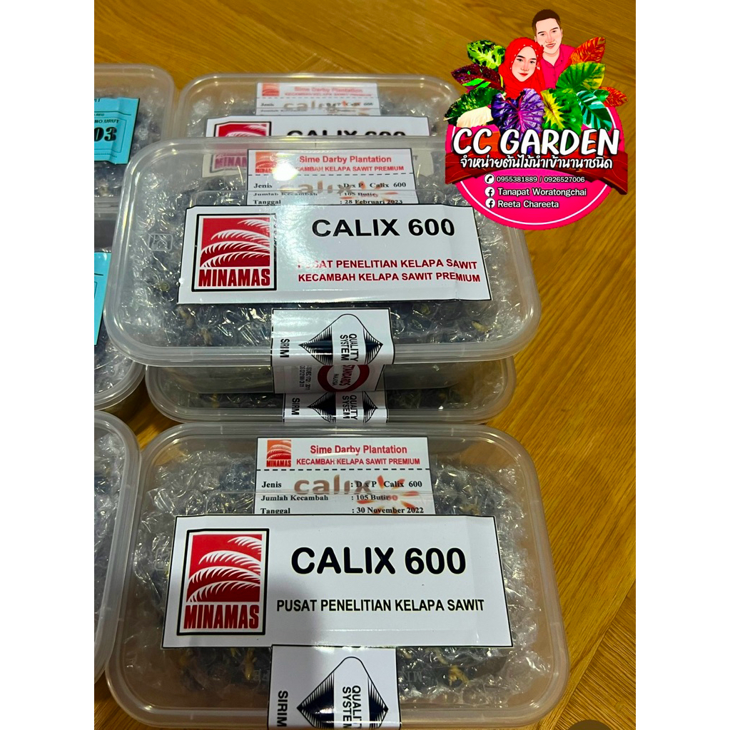 🌴เมล็ดพันธุ์ปาล์มสายพันธุ์ Calix 600(พร้อมใบรับรองสายพันธุ์)🌴