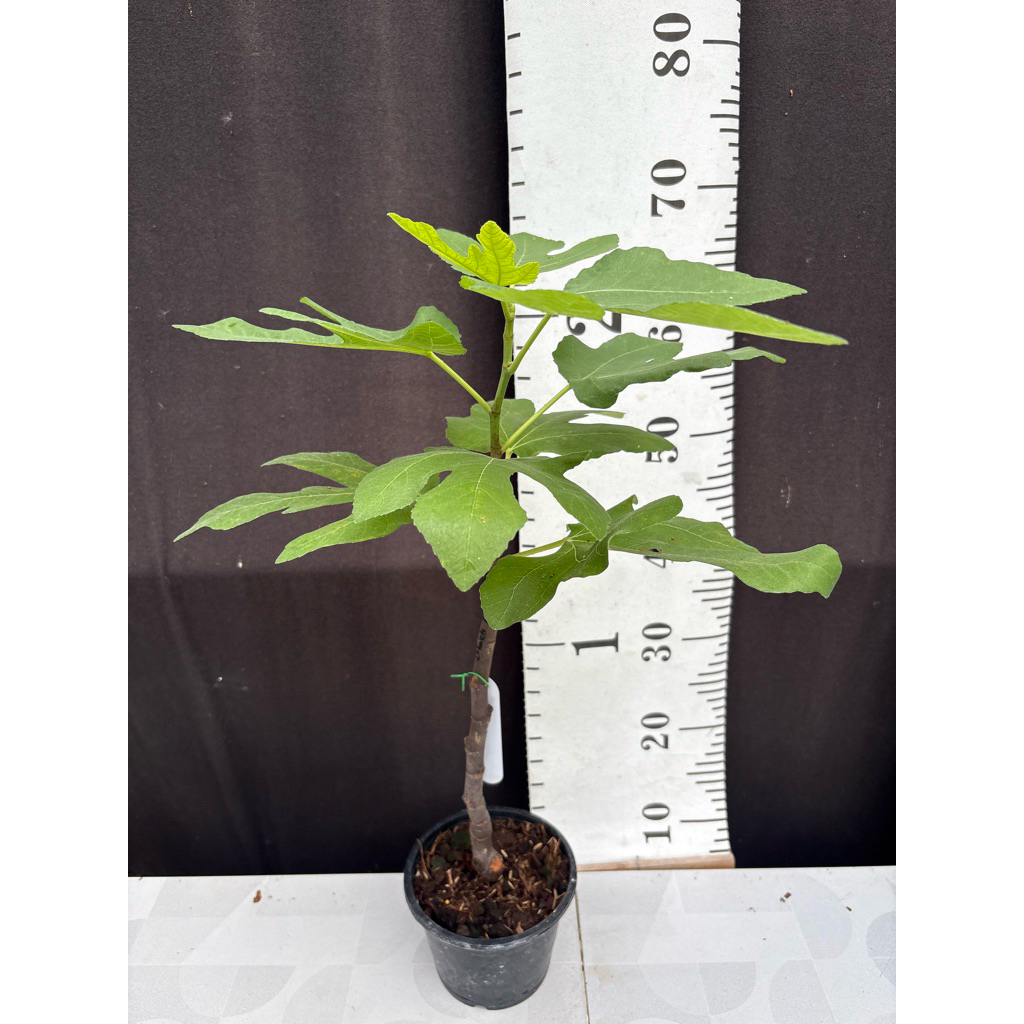 มะเดื่อฝรั่ง Fig พันธุ์ Black LDA