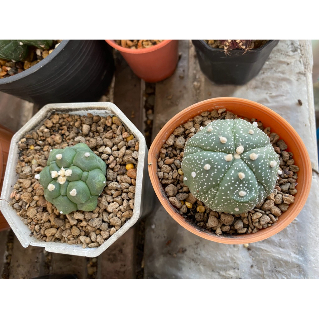 เซตคู่เต่า x อิคุโบะ ไม้เมล็ด Astrophytum Kikko & Ekubo (Seed grow) 💚