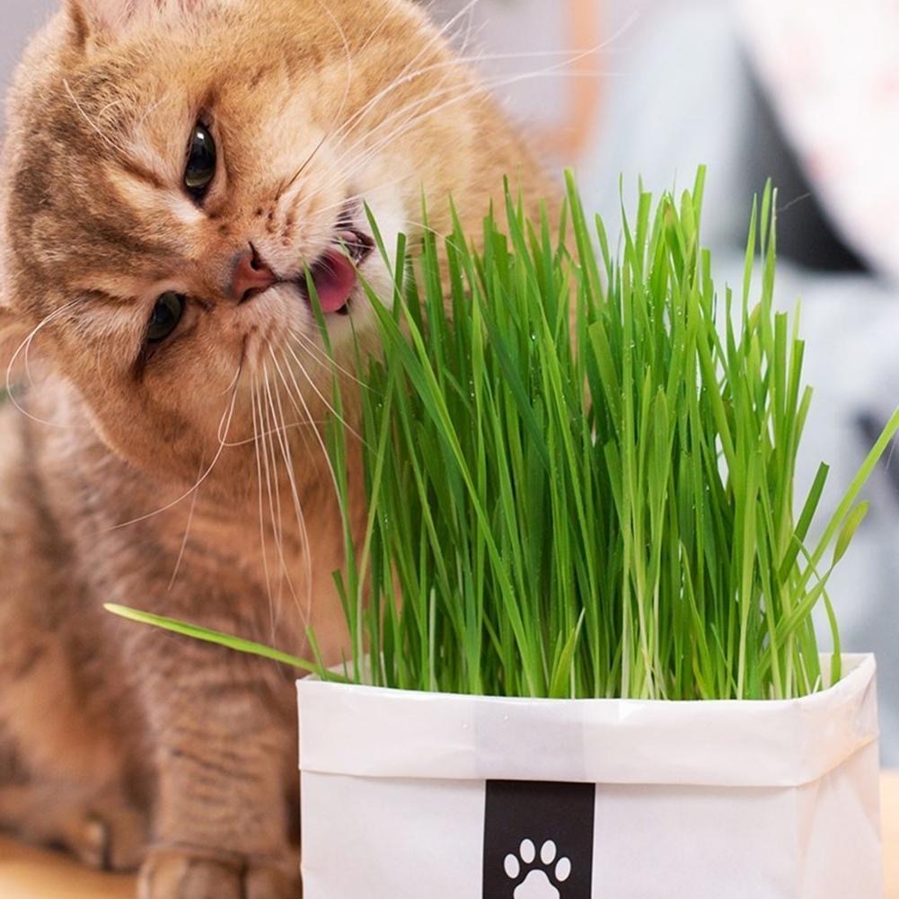 Premium Cat Grass Seeds (50Seeds/Pack) - Wheatgrass, Cat Grass, Dog Grass, Rabbit Grass & Hamster Gr