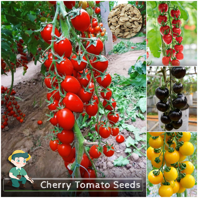 เมล็ดพันธุ์ มะเขือเทศ แบบหวาน ( Sweet Tomato Seed ) ซันโกลด์, ซุปเปอร์สวีท200, ซันชูก้า, ดอลเซ่วีต้า,โนว่า,โทนี่