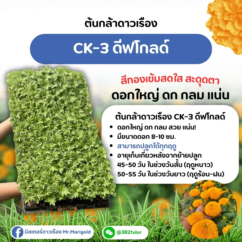 ต้นกล้าสีทองเข้ม CK-3 ดีฟโกลด์ (จัดส่งแบบถอนต้น)