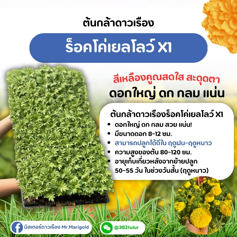 ต้นกล้าดาวเรืองสีเหลืองไข่ ร็อคโค่เยลโลว์ X1 (จัดส่งแบบถอนต้น) / มิสเตอร์ดาวเรือง