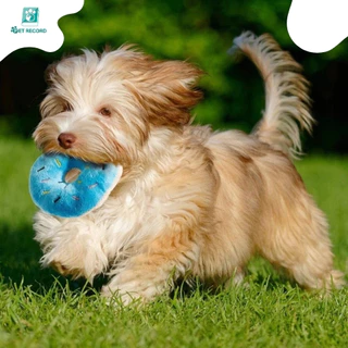 Pet Record ของเล่นสำหรับสัตว์เลี้ยง เสียงโต้ตอบ เคี้ยวของเล่นตุ๊กตา ของเล่นสุนัข ของเล่นแมว