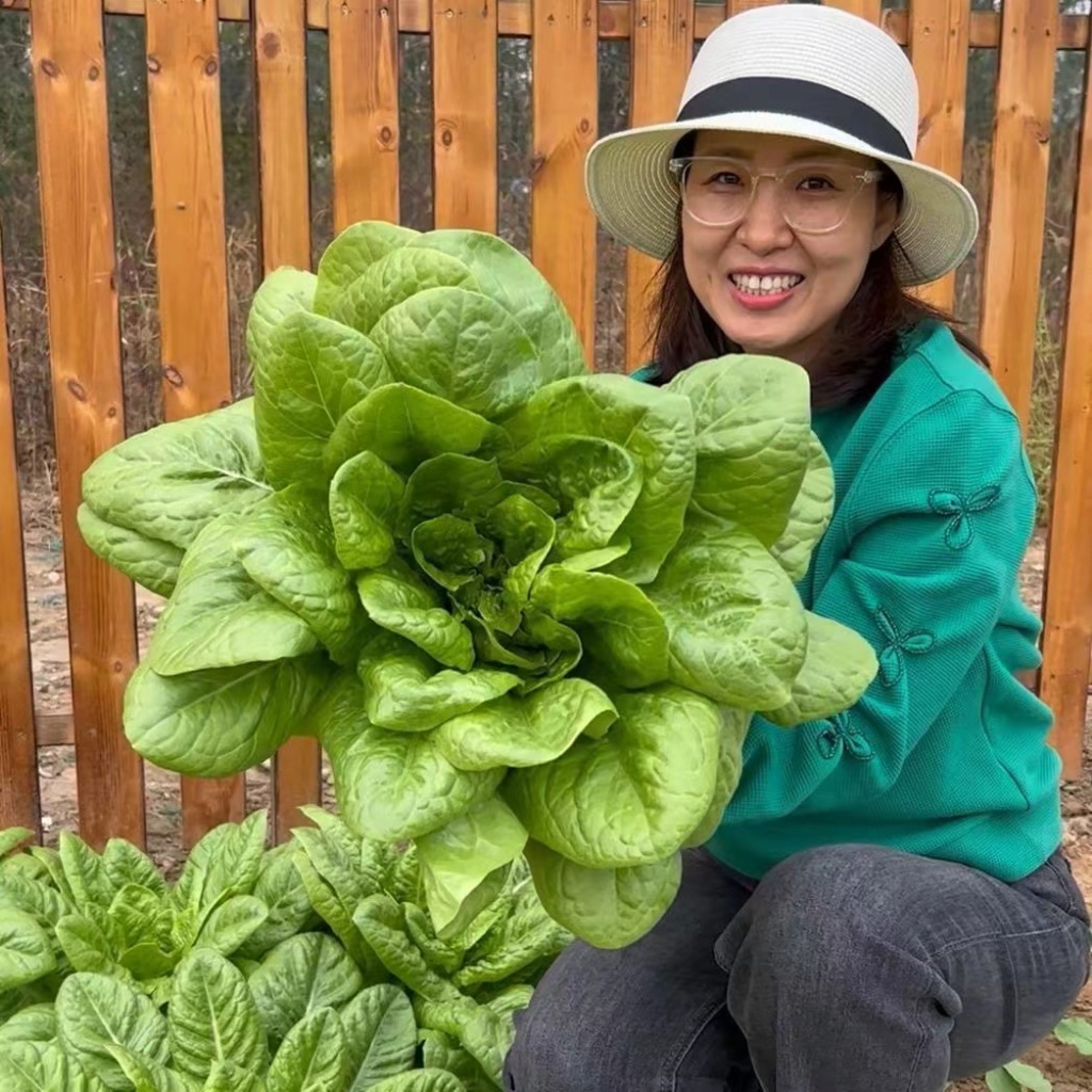 500เมล็ด/ซอง ผักกาดหอมสลัด High Germination Romaine Lettuce Seeds for Planting  Rapid Leafy Lettuce 