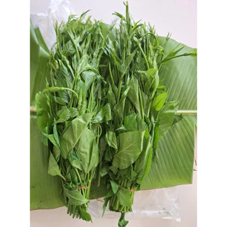 ผักเชียงดา 1 กิโลกรัม ยอดผักสด ผักปลอดสารพิษ 100 % ส่งตรงจากชาวสวน ผักเชียงดาอร่อย และ มีสรรพคุณมากมาย