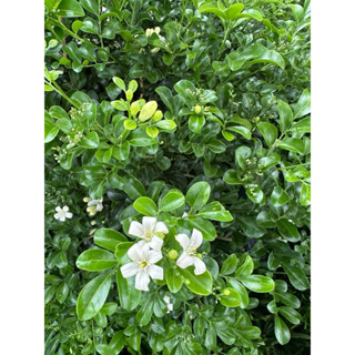 ดอกแก้วแคระ1ต้นถุงดำต้นเตี้ยแคระดอกหอม