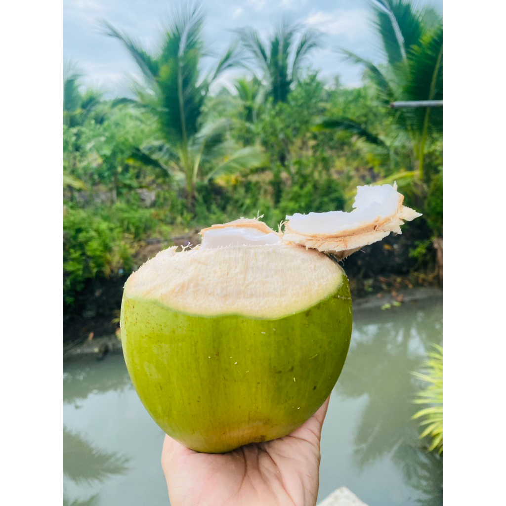 มะพร้าวน้ำหอม เก็บสดๆจากต้น 🌴🥥