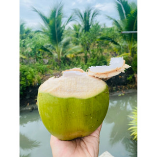 มะพร้าวน้ำหอม เก็บสดๆจากต้น 🌴🥥