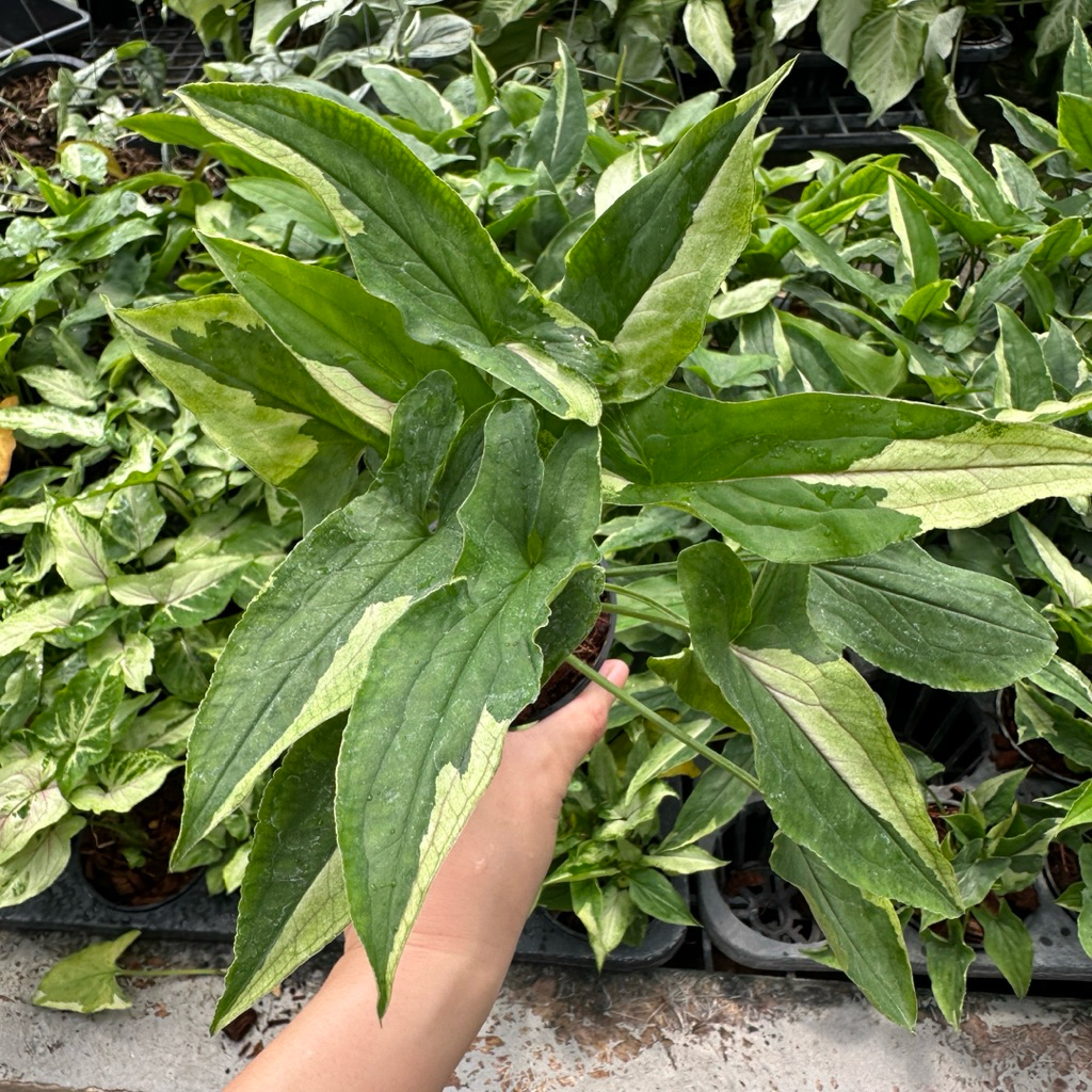 Syngonium Eclipse เลี้ยงน้ำได้ ซิงโกเนียม อีคลิปซ์ rare plant
