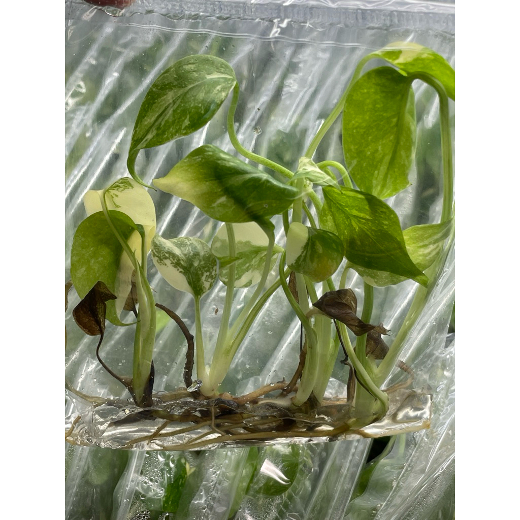 10 ต้น (สุ่ม) มอนไทคอนด่าง  Monstera Thai Constellation เนื้อเยื่อ - รูปที่ 5