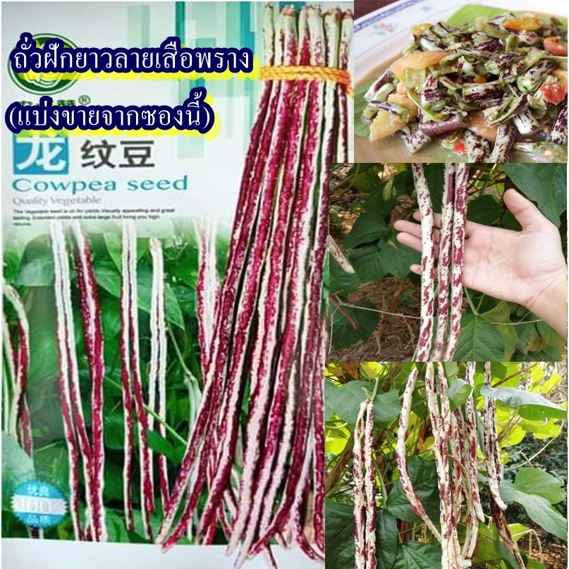 20 เมล็ด เมล็ดถั่วฝักยาวลายเสือพราง (ปลูกง่าย ติดผลดก ฝักยาวสีขาวลายม่วง รสชาติหวาน มีความกรอบมาก อร่อยมาก ตำส้มตำได้)