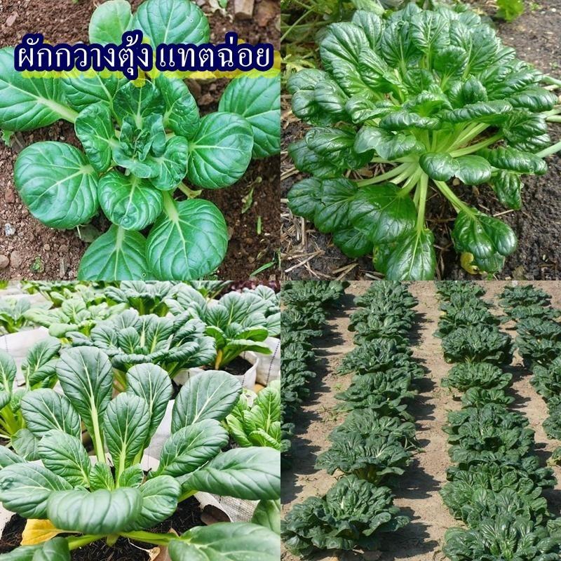 500+ เมล็ด เมล็ดผักกวางตุ้ง แทตฉ่อย (ปลูกง่ายมาก เป็นผักกวางตุ้งชนิดหนึ่ง รสชาติเหมือนกวางตุ้งทุกอย่าง หวานกรอบอร่อย)