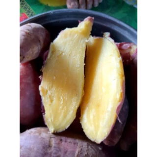 ยอดพันธุ์​มัน​หวาน​ญี่ปุ่น​ชุดละ​ 60​ ยอดได้3สายพันธุ์​ ส้ม, ม่วง, เหลือง​