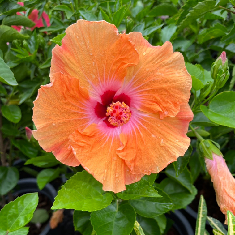 ชบาสีส้มไส้แดง ชบาส้มแมนดารินวิน กลีบดอกพริ้วๆสีส้มสวยดอกใหญ่ Hibiscus Fiesta