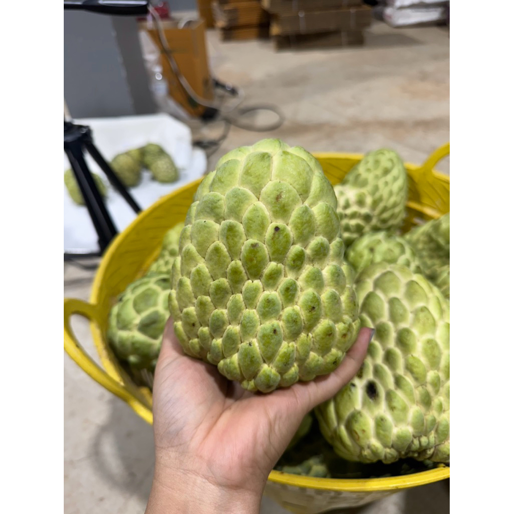 น้อยหน่าเพชรปากช่องไซด์5Aจัมโบ้4-5ลูก น้ำหนัก3กิโล