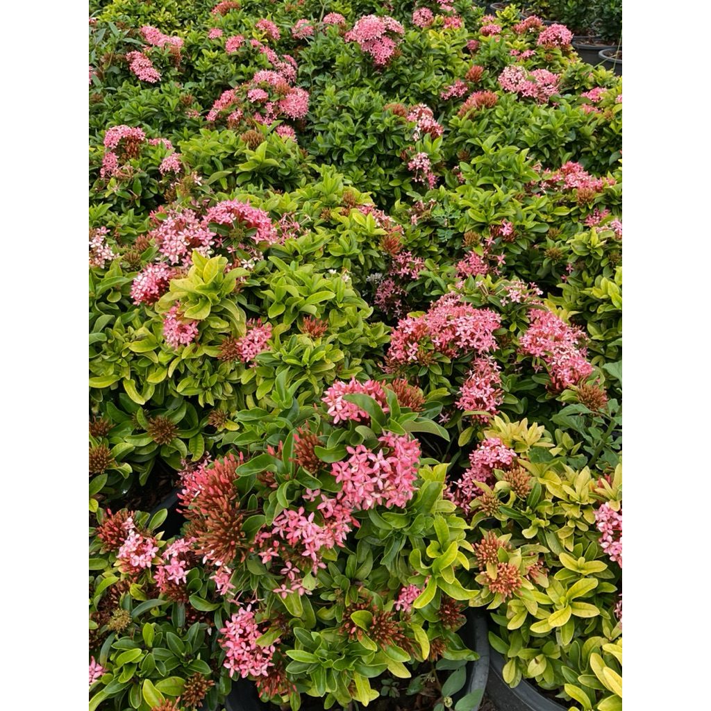 ต้นเข็มพิษณุโลก หรือชมพูแคระ11นิ้ว