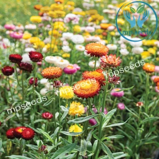 เมล็ดดอกกระดาษ 200 เมล็ด เดซี่มิกซ์กระดาษ Strawflower / Paper Daisy