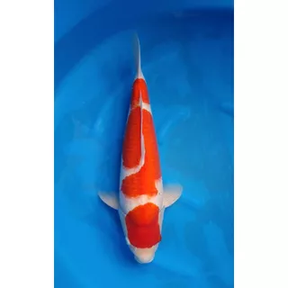 Inazuma Koi สูตรเร่งโต 10 Kg. อาหารปลาคาร์ฟเกรดพรีเมียม โปรตีนสูง สำหรับปลาคาร์ฟ ปลาทอง ปลาสวยงาม