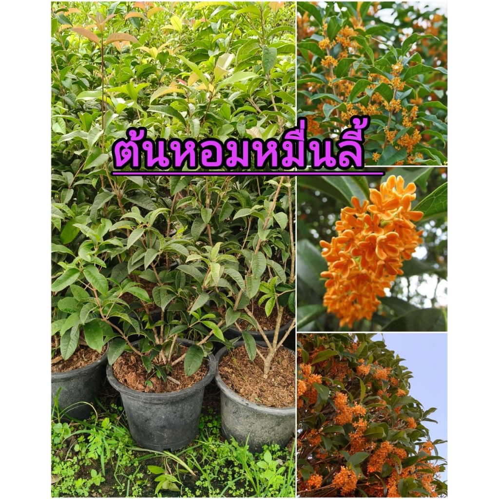 ต้นหอมหมื่นลี้ หรือ สารภีฝรั่ง ดอกสวย หอมไกล ปลูกง่าย มีสีขาวและสีส้ม ขนาดต้นสูง60-70ซม.ส่งทั้งกระถาง