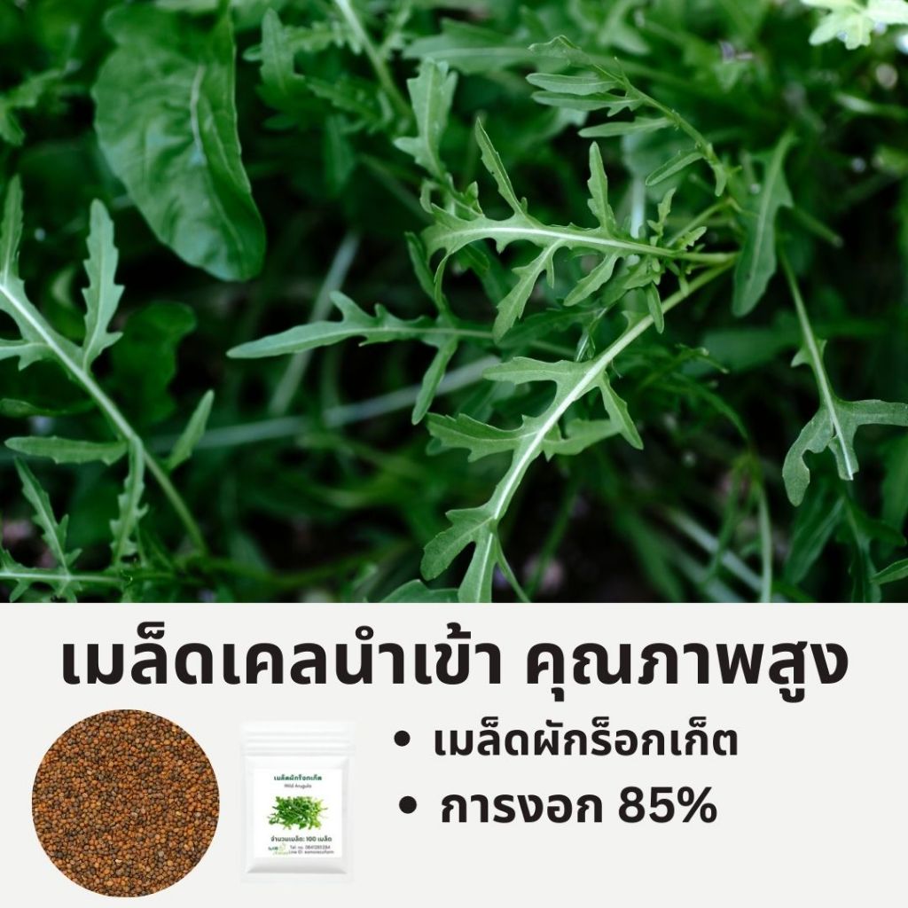 เมล็ดพันธุ์ Wild Arugula – เมล็ดนำเข้าคุณภาพสูง | รสเผ็ดพริกไทย | ปลูกง่าย | ผักสลัดเพื่อสุขภาพ