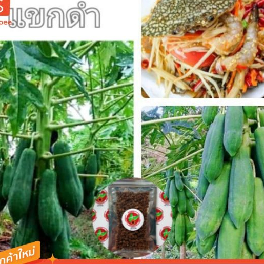 # เมล็ดพันธุ์มะละกอแขกดำ#ขนาด10g#50g