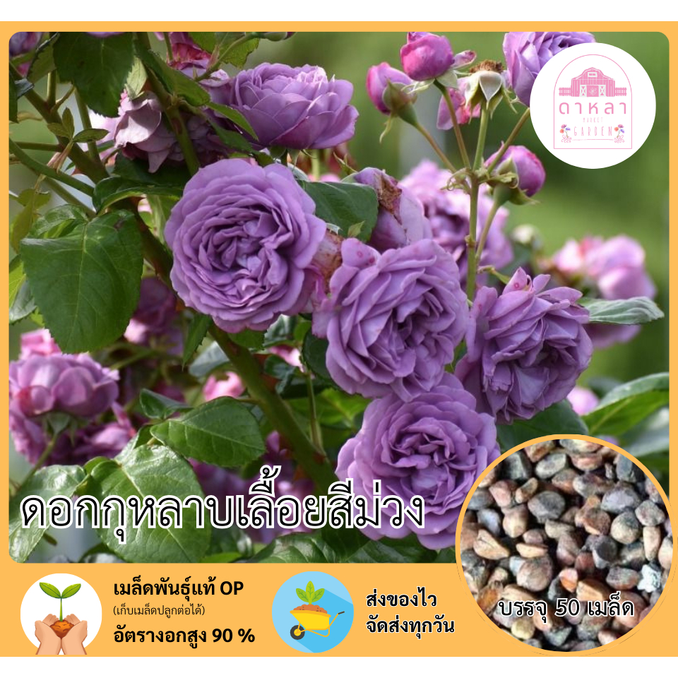 ดอกกุหลาบเลื้อยสีม่วง 50 เมล็ด