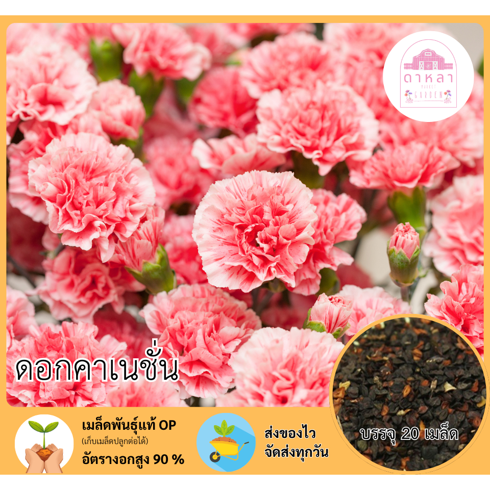 ดอกคาเนชั่น 20 เมล็ด