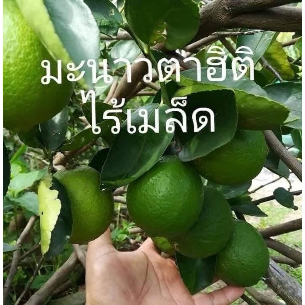 ต้นมะนาวฮิติ  เสียบยอดสูง40ซม -มะนาวตาฮิติเป็นที่ต้องการของตลาดแปรรูป  ไร้เมล็ด และรสเปรี้ยวพอดี