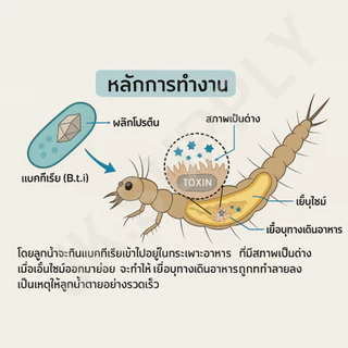 ยาฆ่าลูกน้ำ ยุงลาย จุลินทรีย์กำจัดลูกน้ำยุงลาย ทรายกำจัดลูกน้ำ