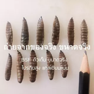 หนอน BSF สเตอไรส์ฆ่าเชื้อ100% ไม่ต้องถ่ายพยาธิ ดีกว่า หนอนแช่แข็ง ไม่ต้องแช่เย็น ฉีกซองให้เลย สะดวกพกพาขนาด 50 กรัม